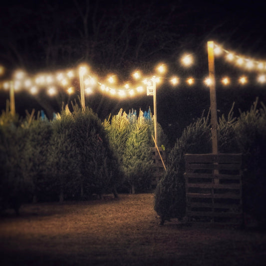 Story Swap: Christmas Traditions